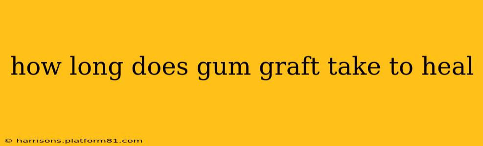 how long does gum graft take to heal