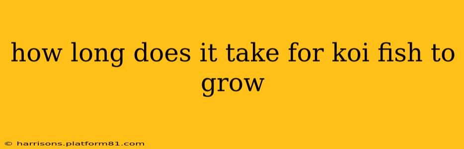 how long does it take for koi fish to grow