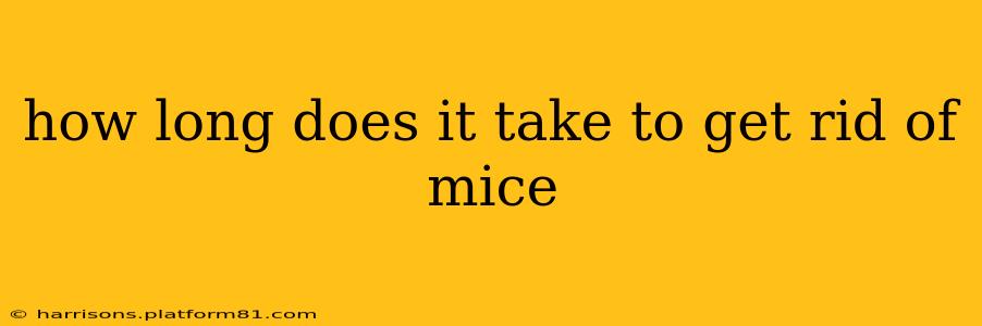 how long does it take to get rid of mice