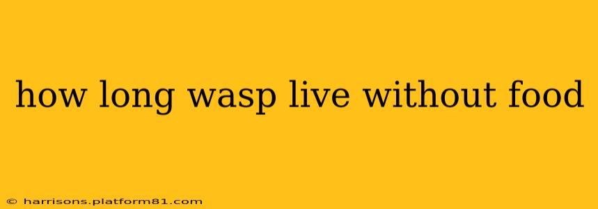 how long wasp live without food