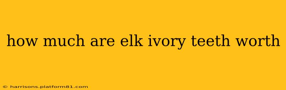 how much are elk ivory teeth worth
