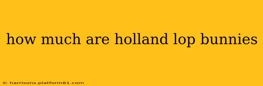 how much are holland lop bunnies