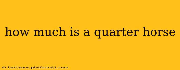 how much is a quarter horse