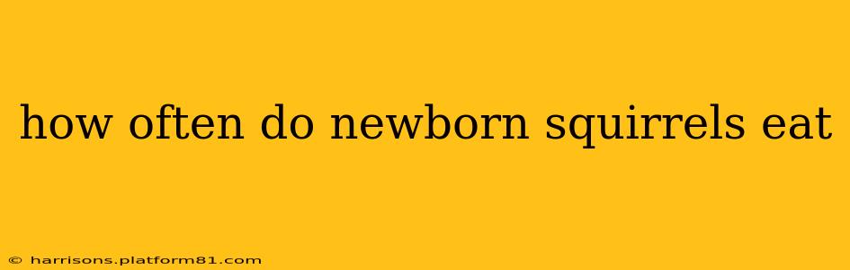 how often do newborn squirrels eat