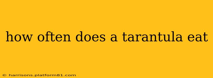how often does a tarantula eat