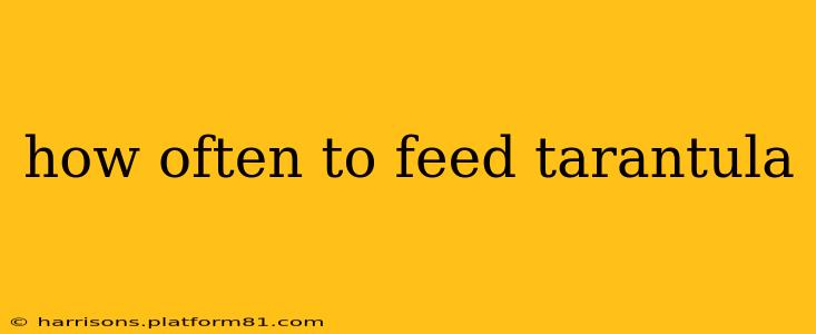 how often to feed tarantula