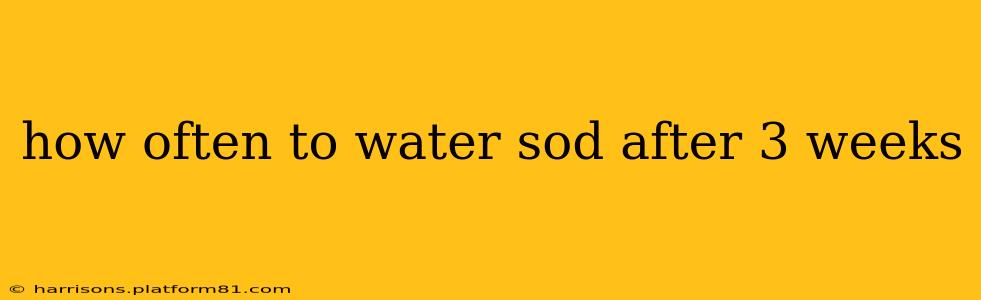 how often to water sod after 3 weeks