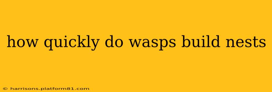 how quickly do wasps build nests