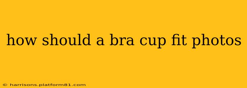 how should a bra cup fit photos