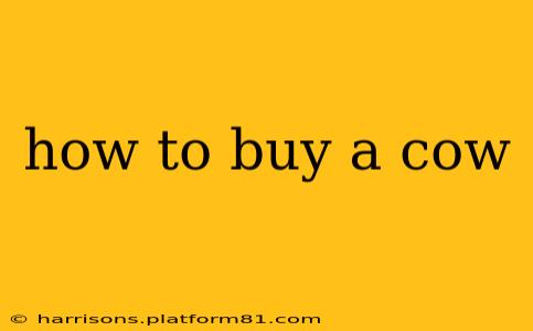 how to buy a cow