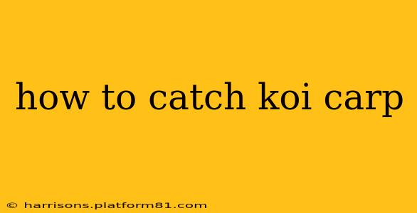 how to catch koi carp