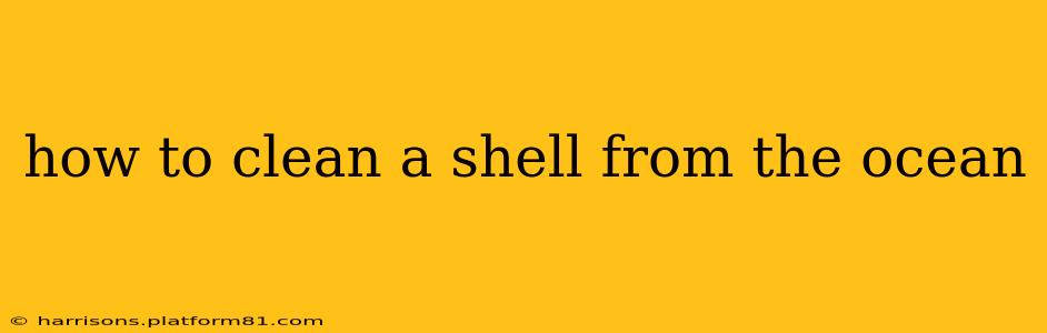 how to clean a shell from the ocean