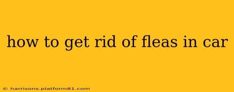 how to get rid of fleas in car
