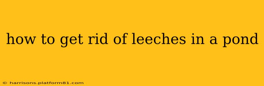 how to get rid of leeches in a pond