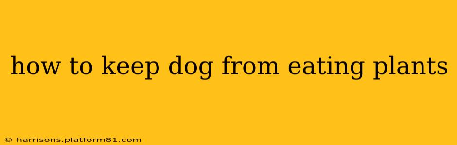 how to keep dog from eating plants