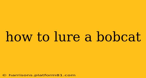 how to lure a bobcat
