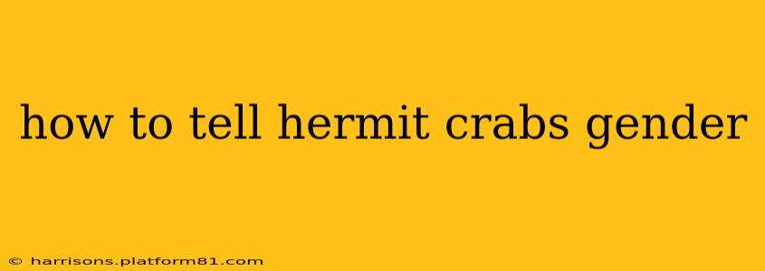 how to tell hermit crabs gender