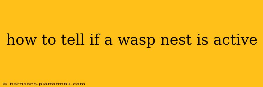 how to tell if a wasp nest is active
