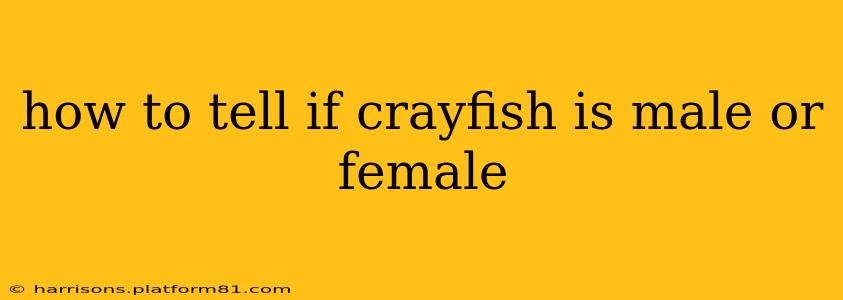 how to tell if crayfish is male or female