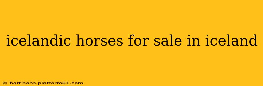 icelandic horses for sale in iceland