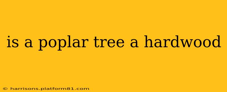 is a poplar tree a hardwood