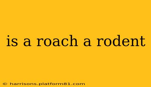 is a roach a rodent