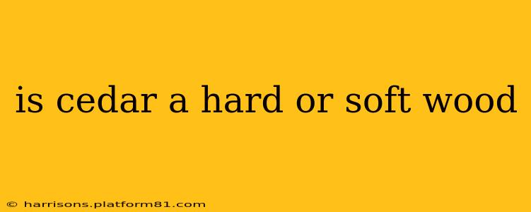 is cedar a hard or soft wood