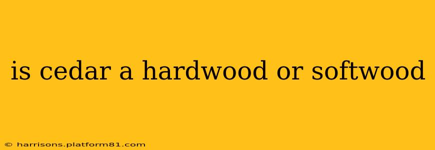 is cedar a hardwood or softwood