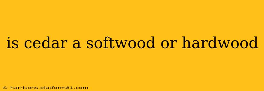 is cedar a softwood or hardwood