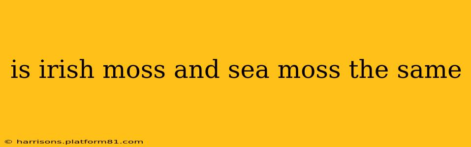 is irish moss and sea moss the same