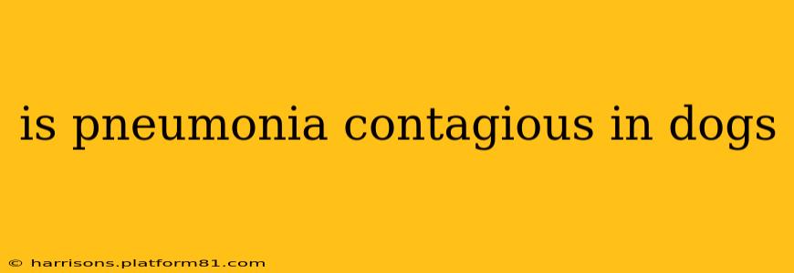 is pneumonia contagious in dogs