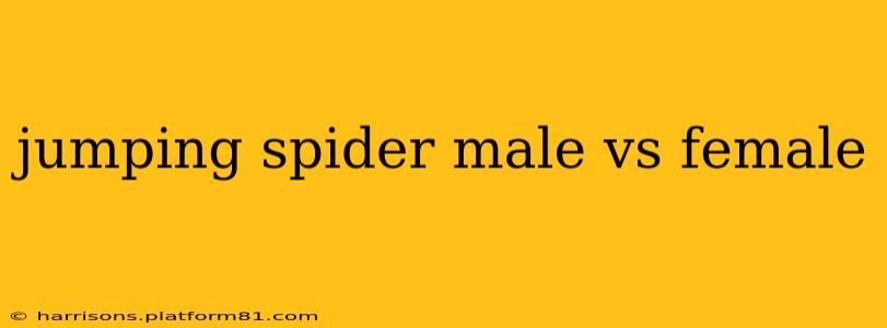 jumping spider male vs female