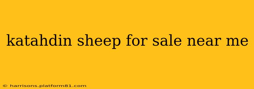 katahdin sheep for sale near me