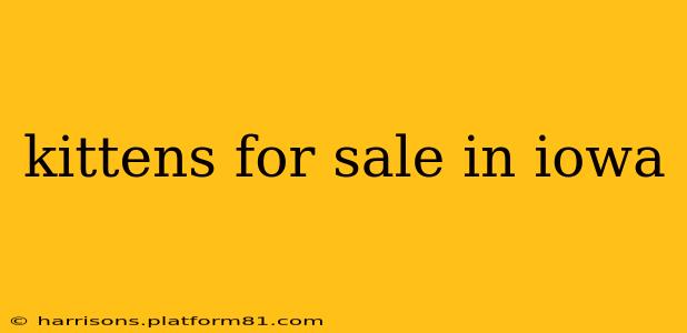 kittens for sale in iowa