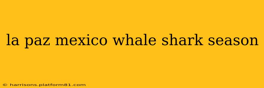 la paz mexico whale shark season