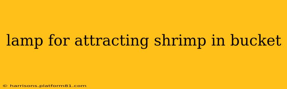 lamp for attracting shrimp in bucket