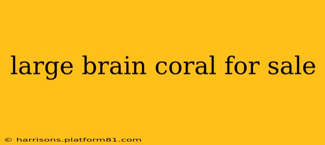 large brain coral for sale