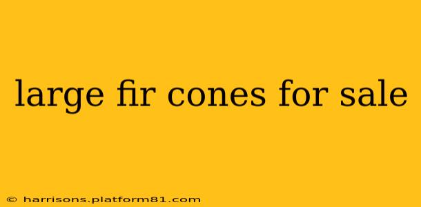 large fir cones for sale