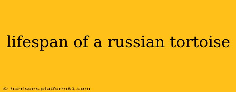 lifespan of a russian tortoise