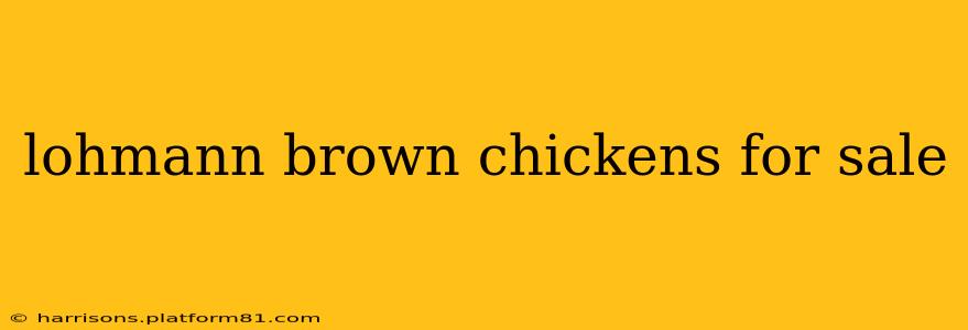 lohmann brown chickens for sale
