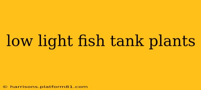 low light fish tank plants
