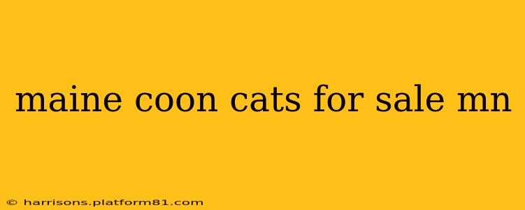 maine coon cats for sale mn