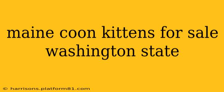 maine coon kittens for sale washington state