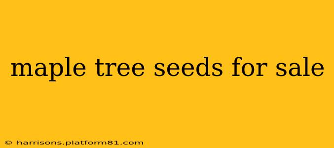 maple tree seeds for sale
