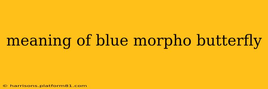 meaning of blue morpho butterfly