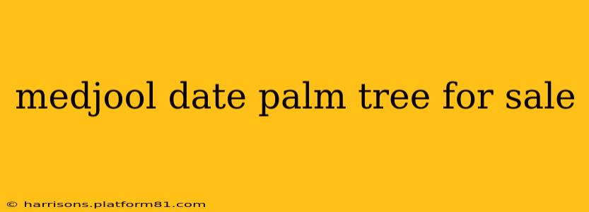 medjool date palm tree for sale