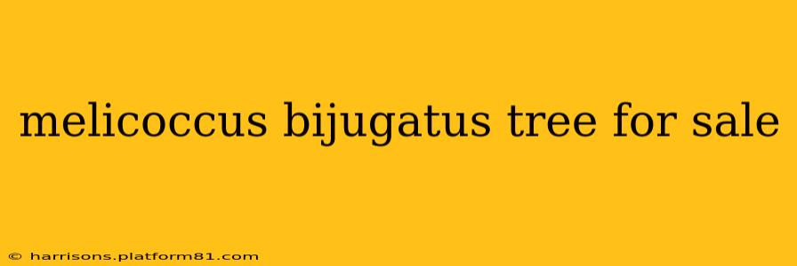 melicoccus bijugatus tree for sale