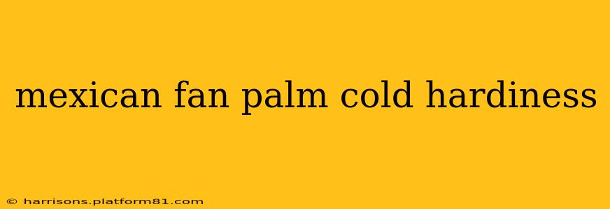 mexican fan palm cold hardiness