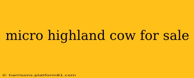 micro highland cow for sale
