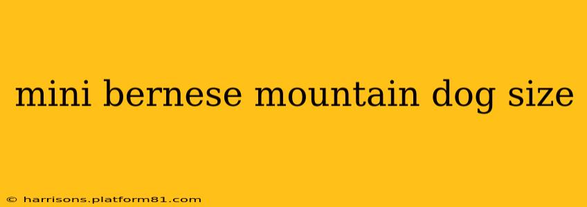 mini bernese mountain dog size